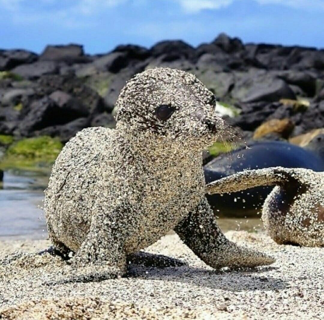 Галапагосские острова морские котики