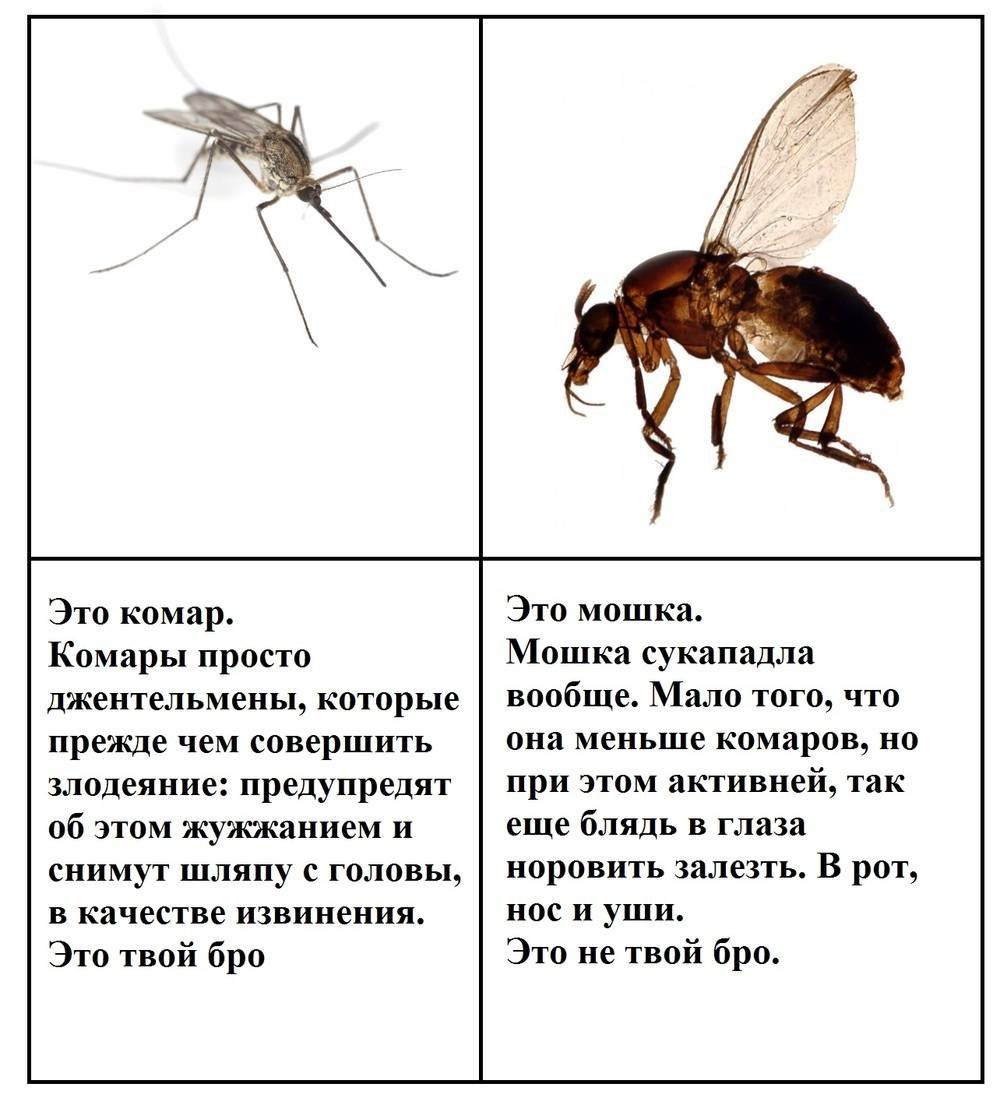 Комары и мошки