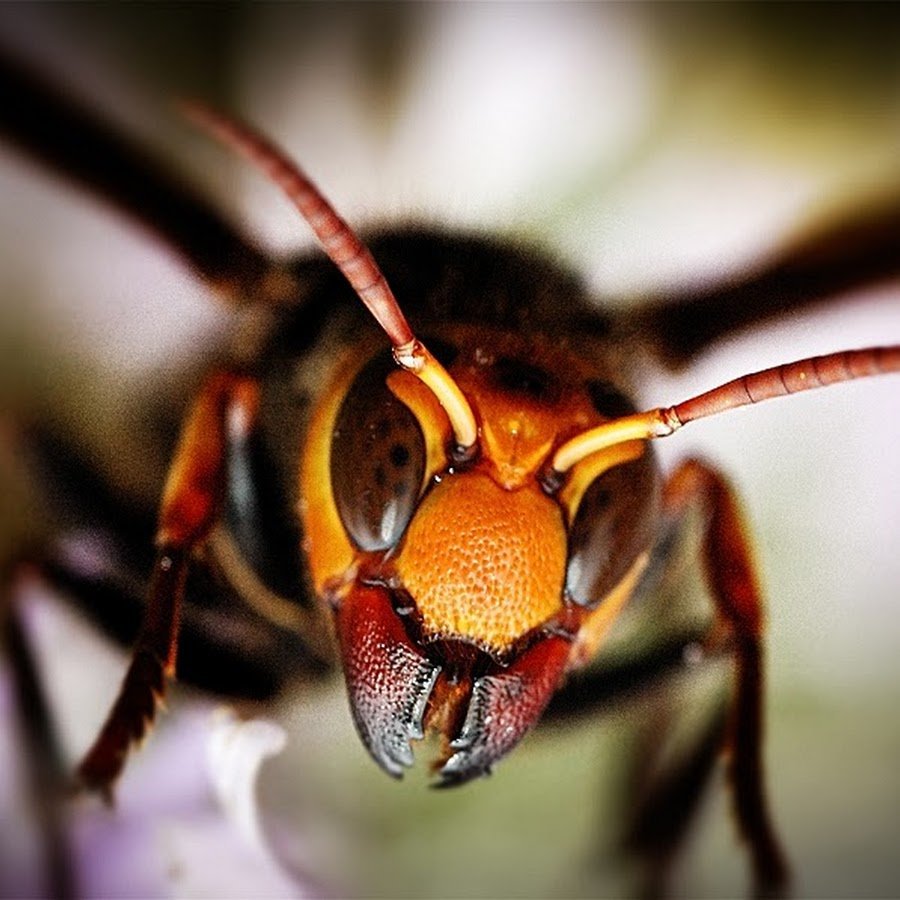 Гнездо шершней (1970) Hornets' Nest