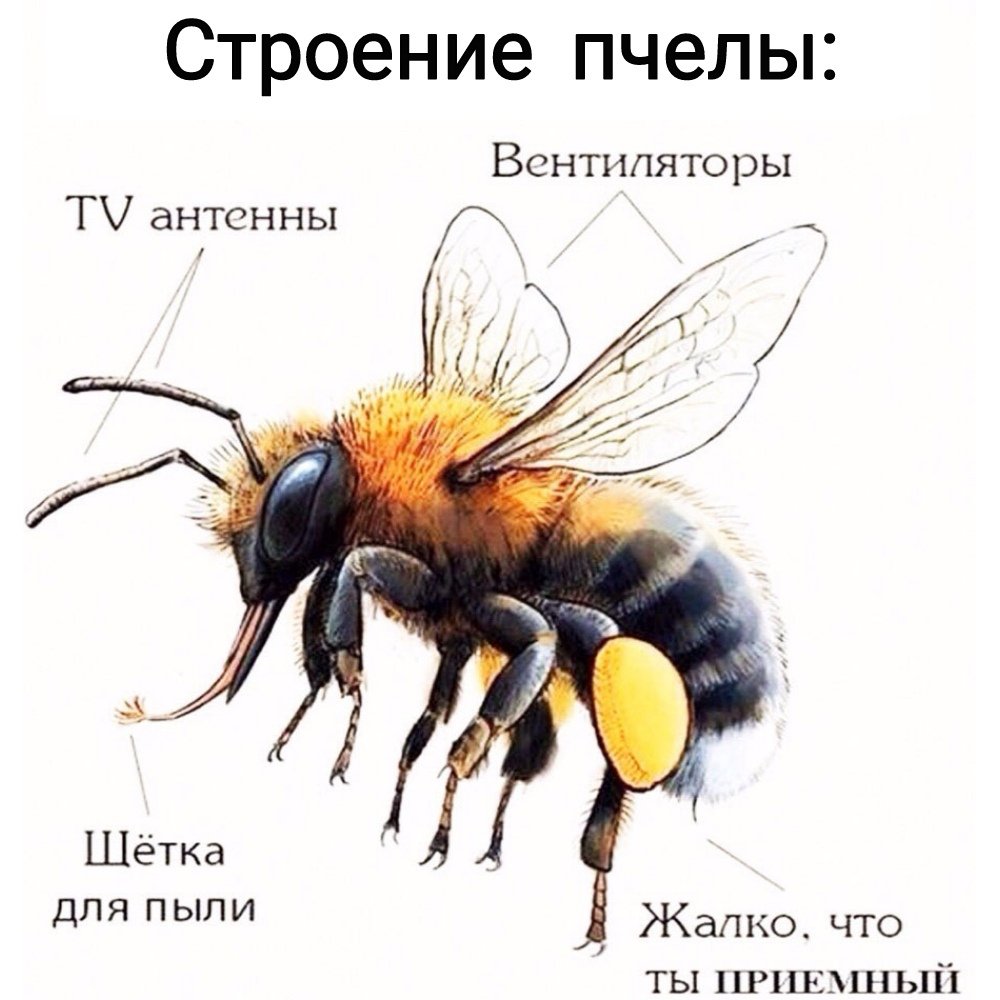 Большая пчела в мире