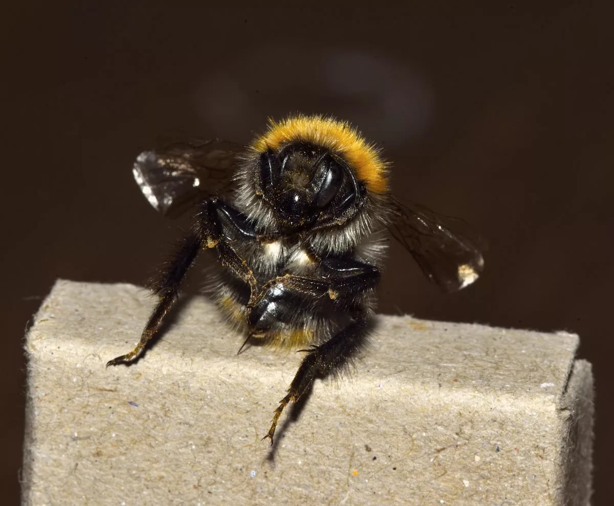 Шершень под микроскопом