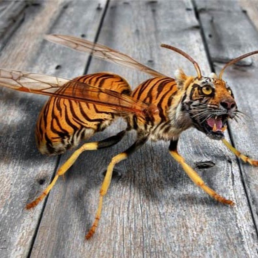 Муха ктырь и Шершень