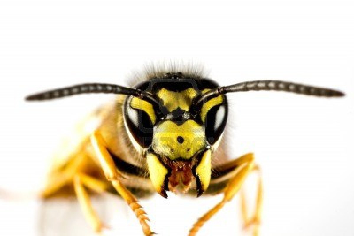 Шмель референс