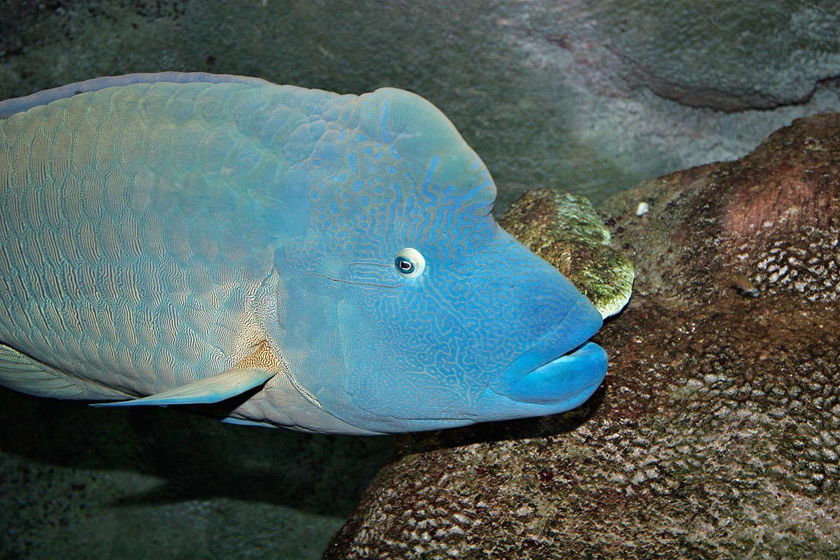 Humphead Wrasse рыба