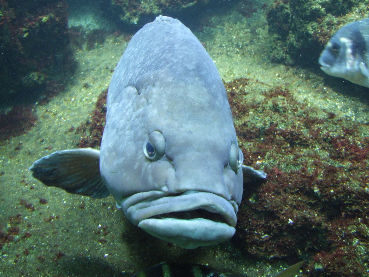 Клыкач рыба