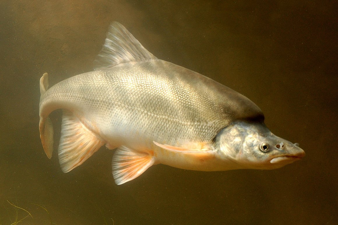 Горбатый голавль