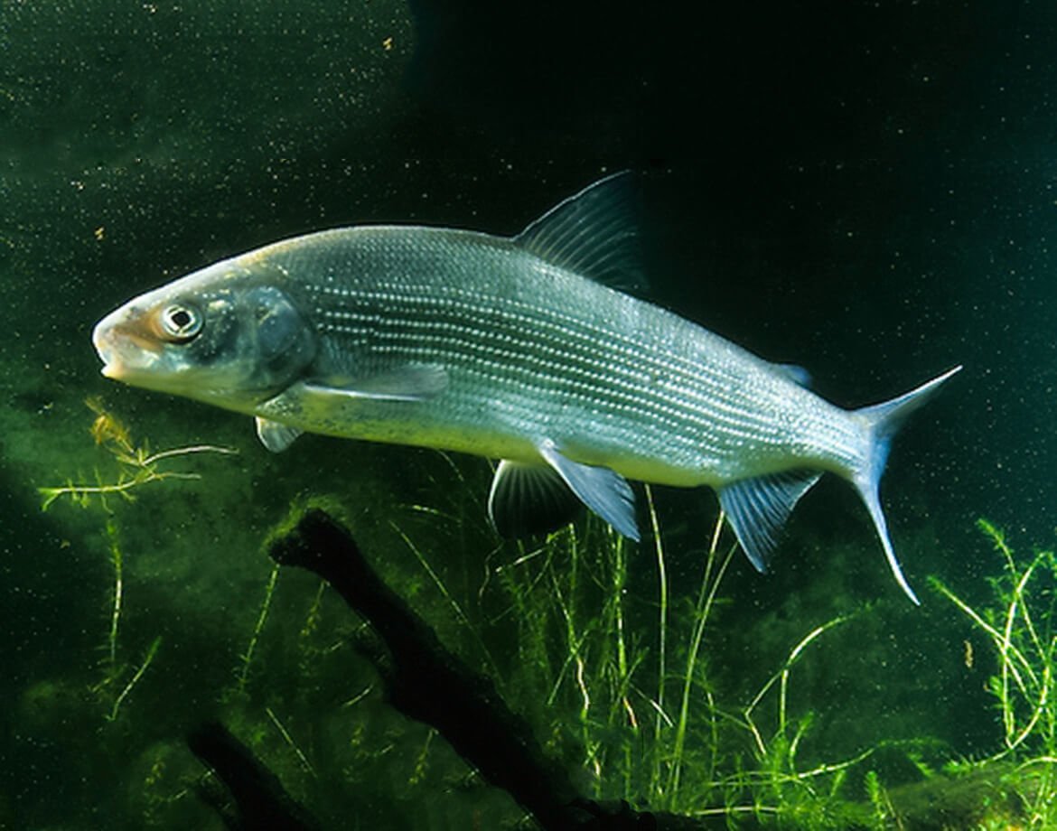 Муксун - Coregonus muksun