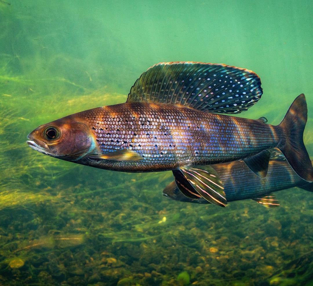 Розовый амазонский Дельфин