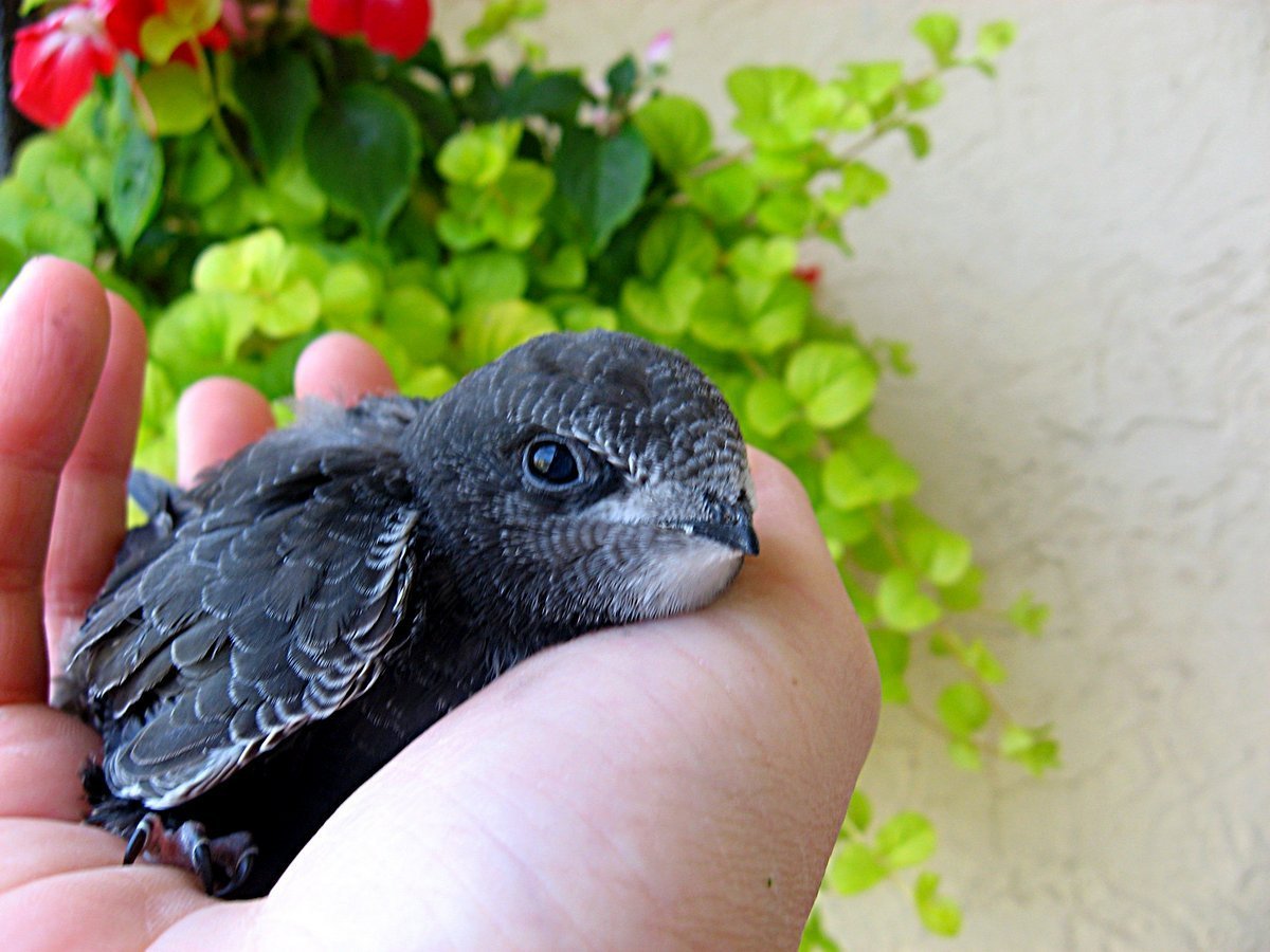 Мохноногий Стриж птенец