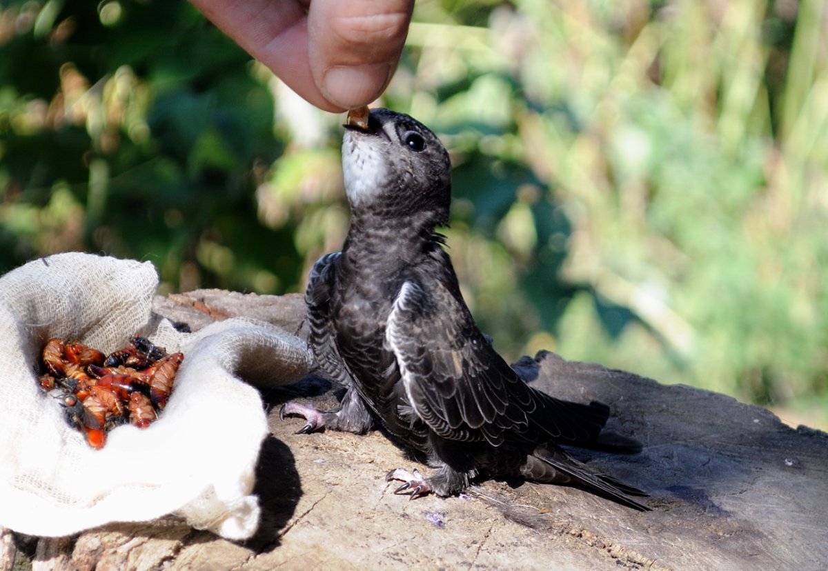 Птенец стрижка новорождённый