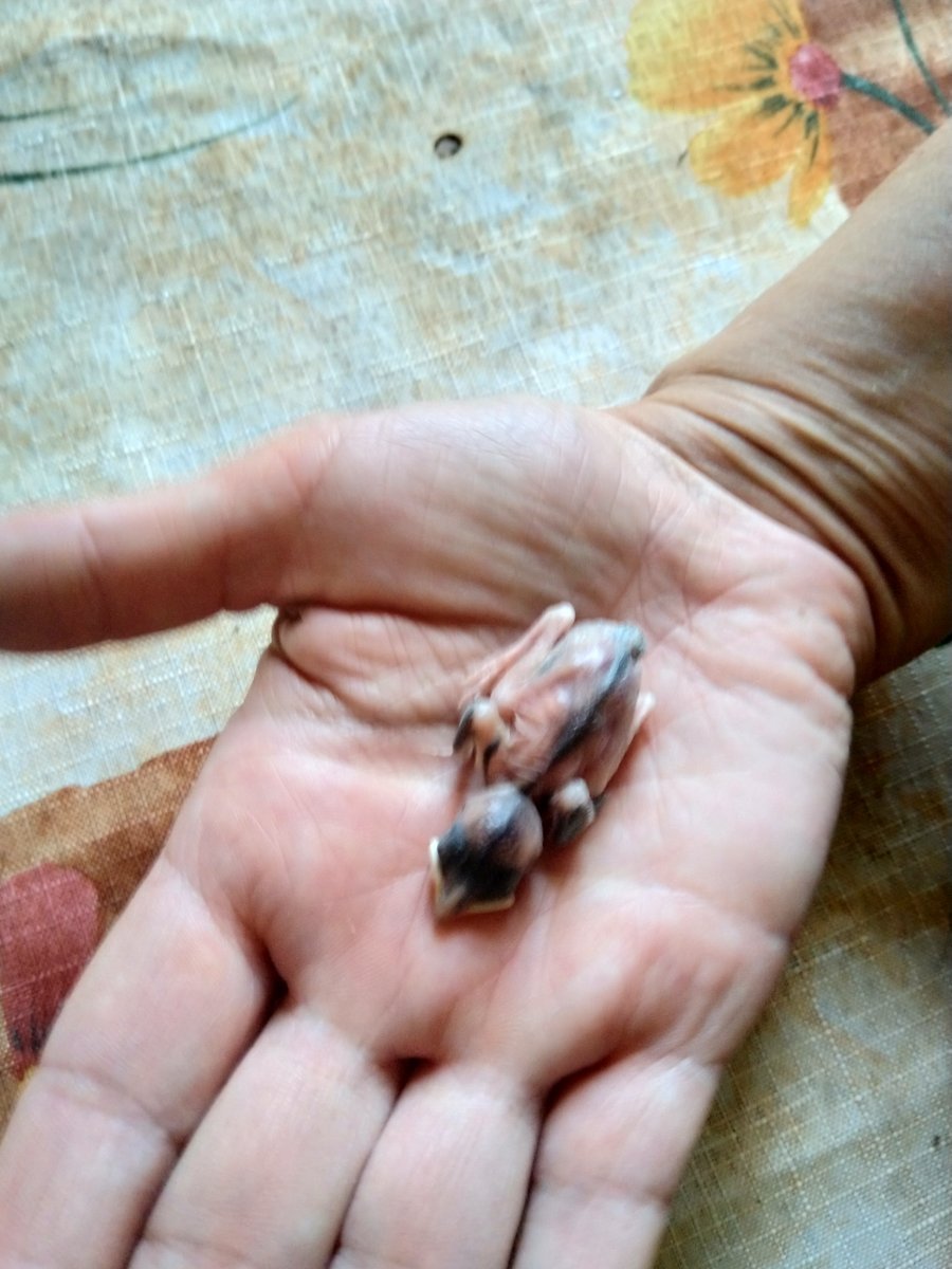 Корм для птенцов стрижа