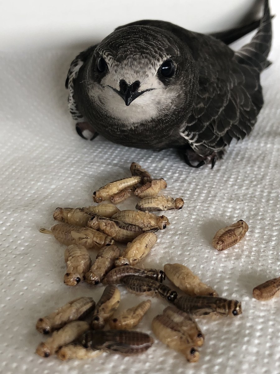 Птенец черного стрижа