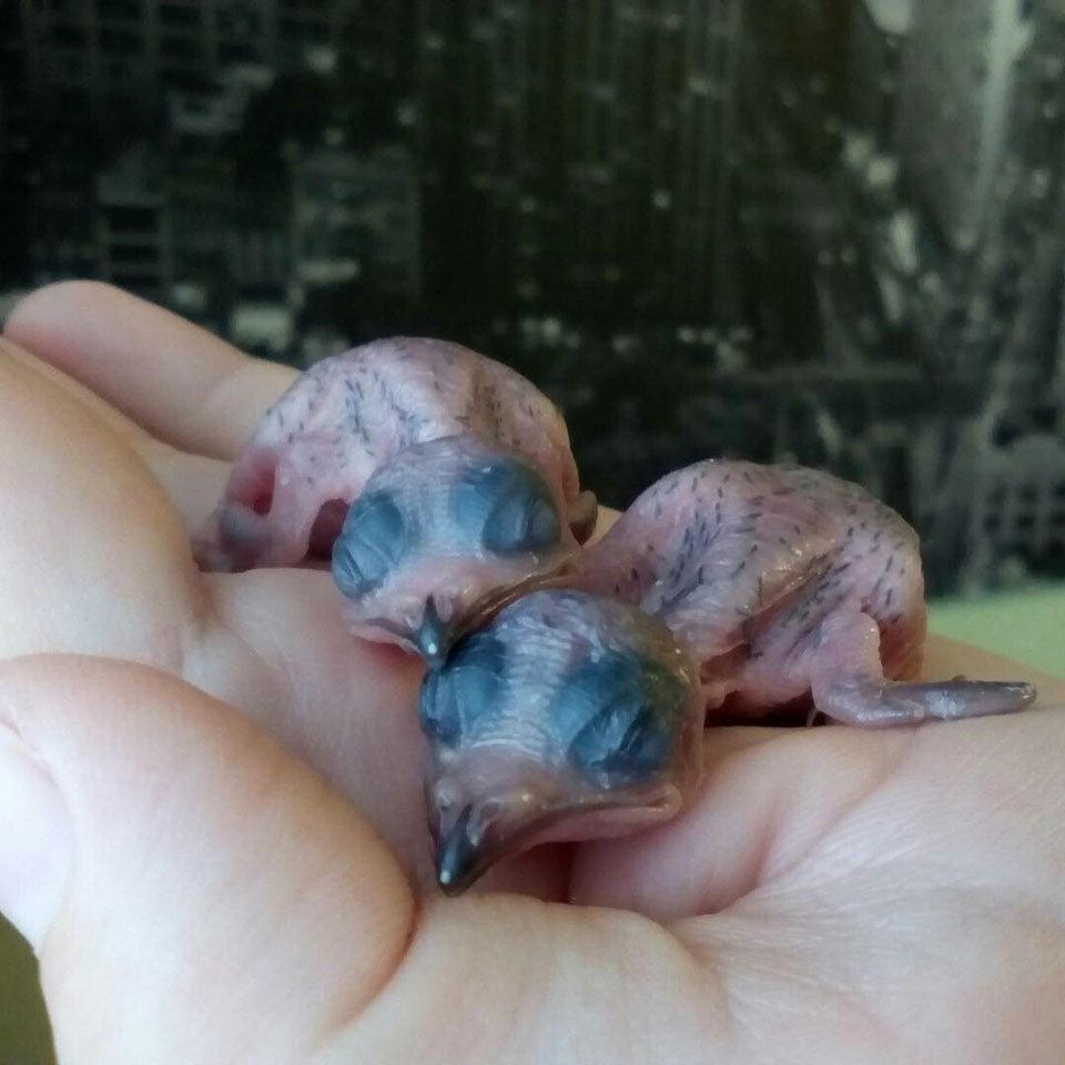 Птенец стрижа слеток