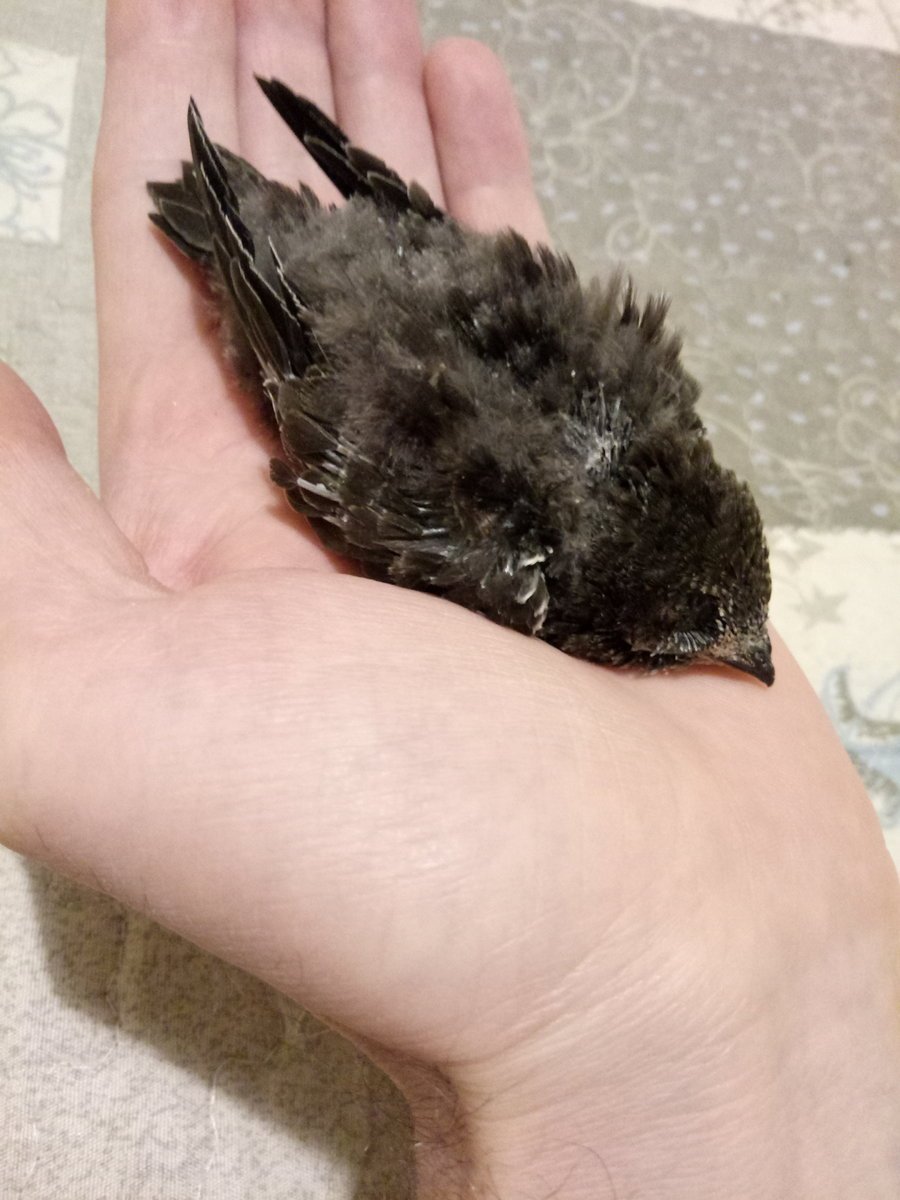 Птенцы Стрижи неоперенные