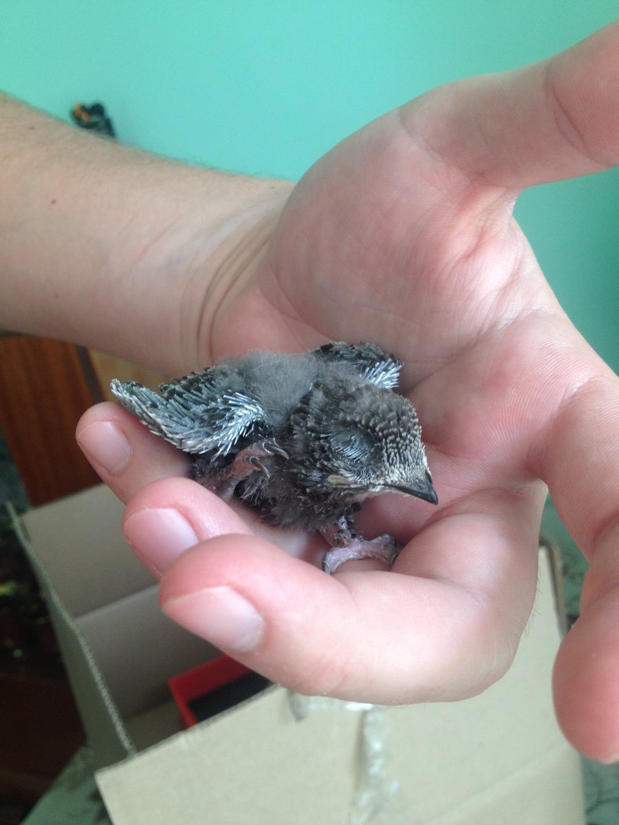 Стриж маленький птенец