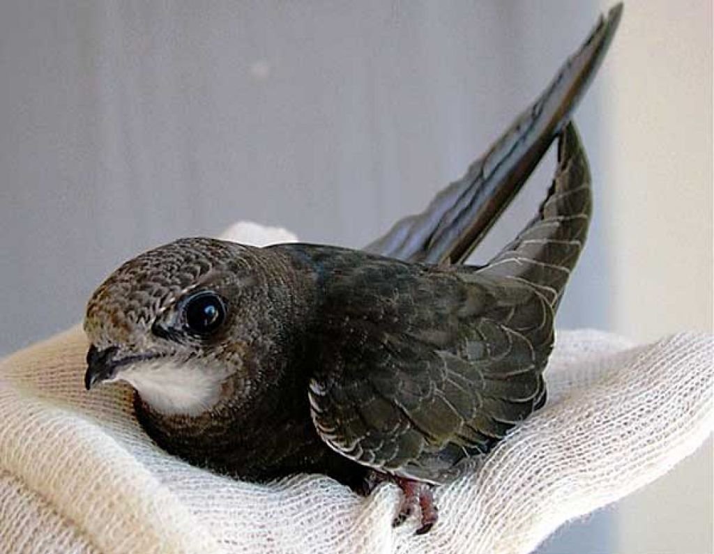 Птенец стрижа слепой