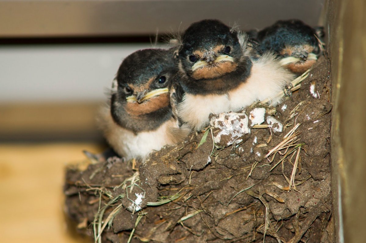 Птица Ласточка детеношь