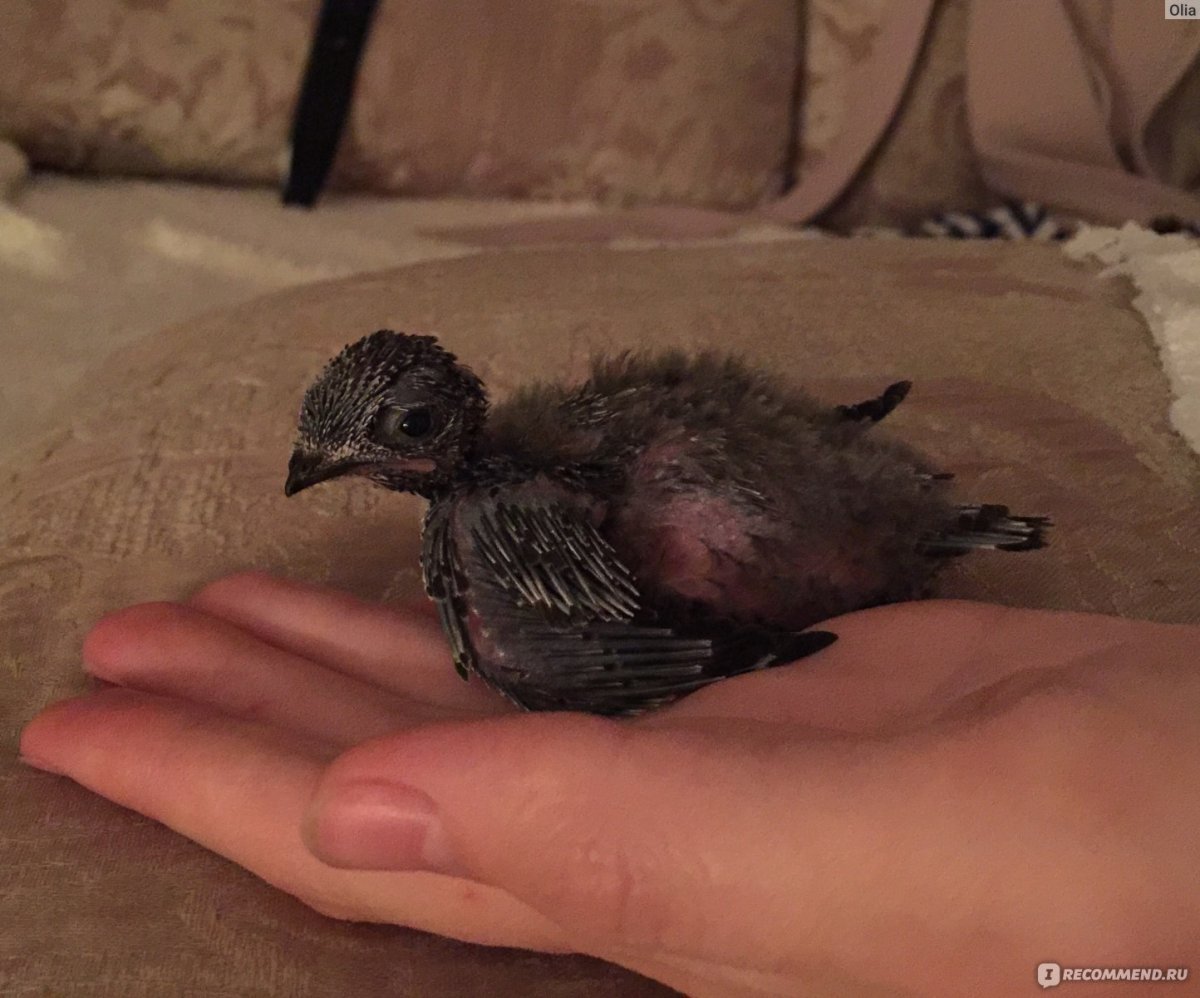 Гнездование Стрижей