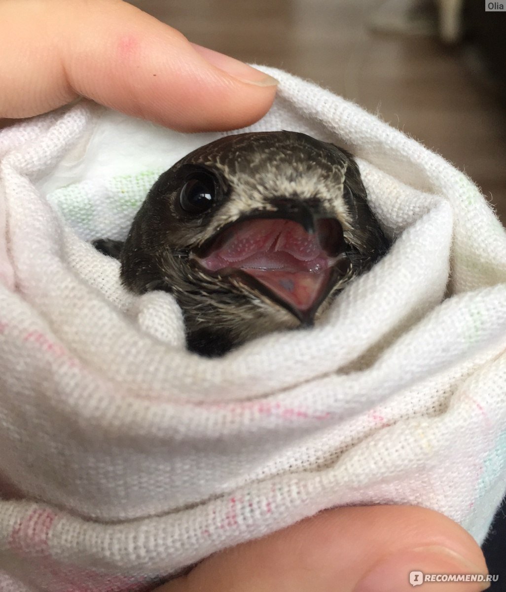 Птенец стрижа новорожденный