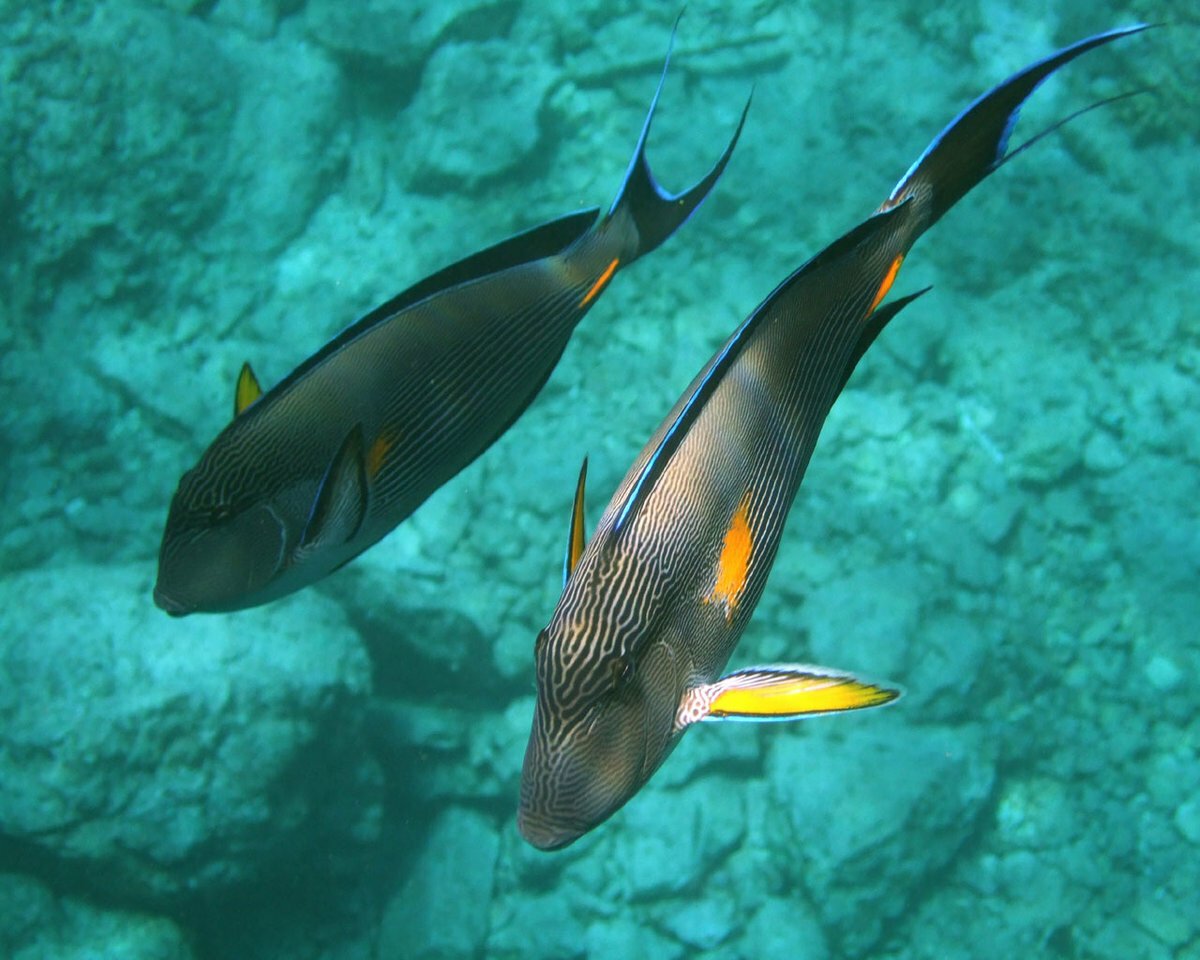 Acanthurus olivaceus