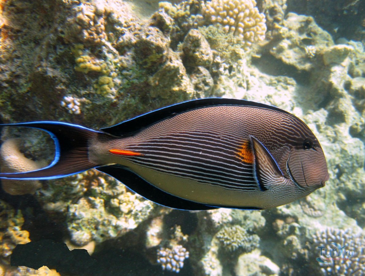 Acanthurus triostegus