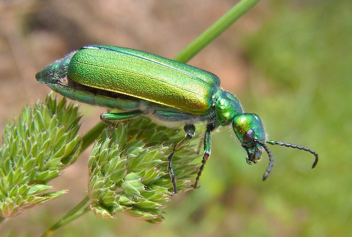 Жук Красноголовая Шпанка