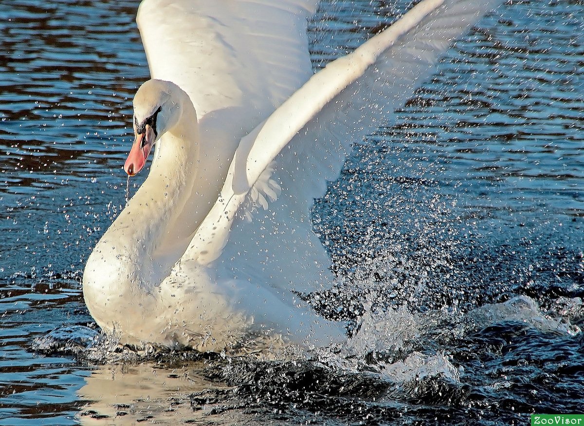 Гордый лебедь