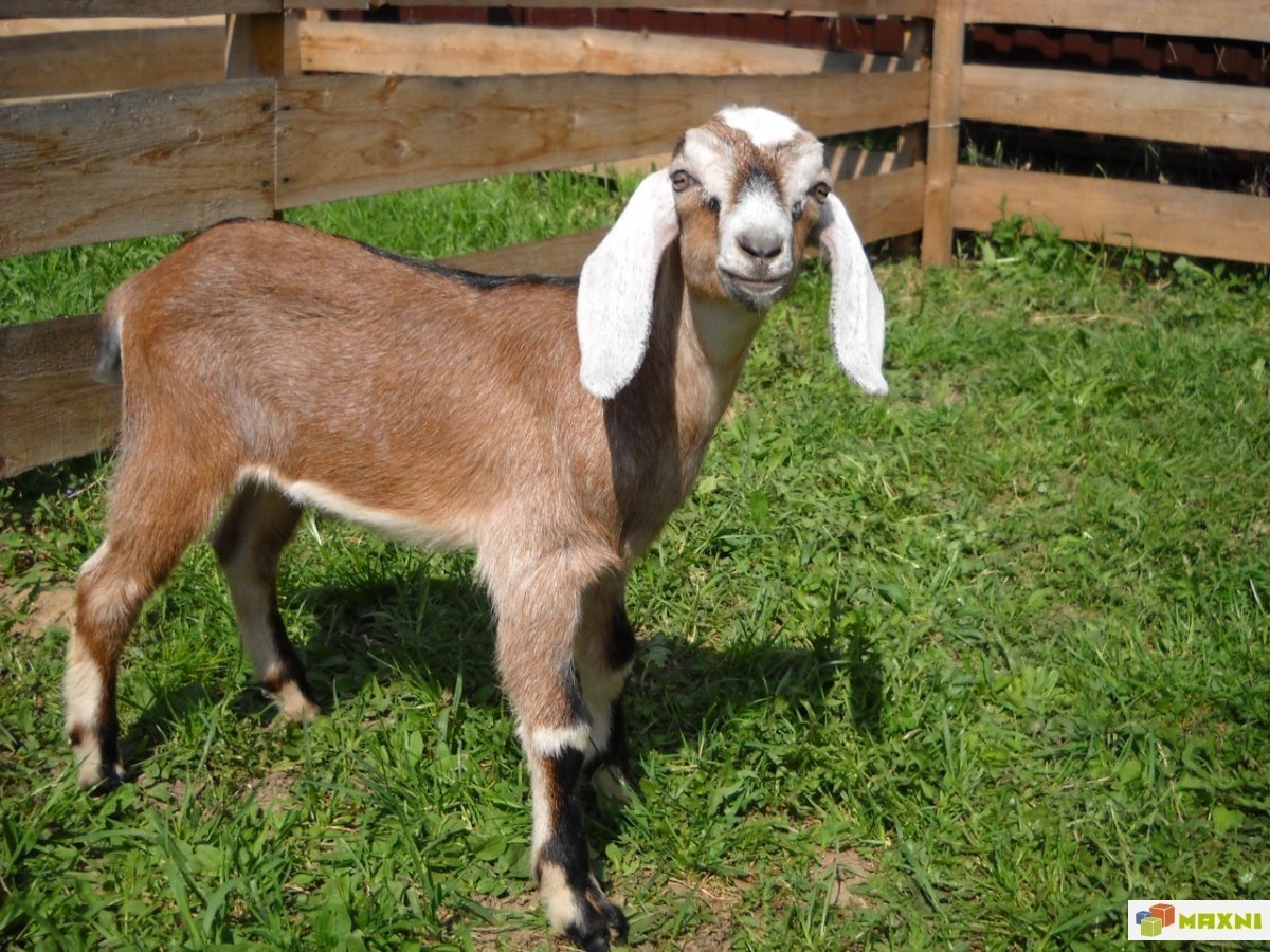 Нубийские козы