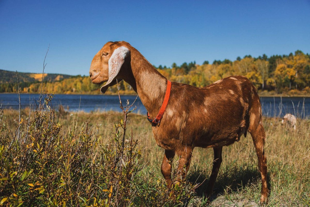 Нубийские козы