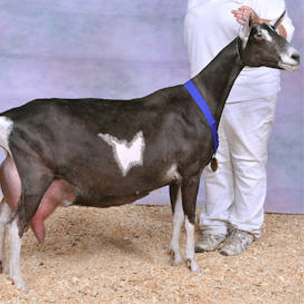 Альпо-нубийские козы