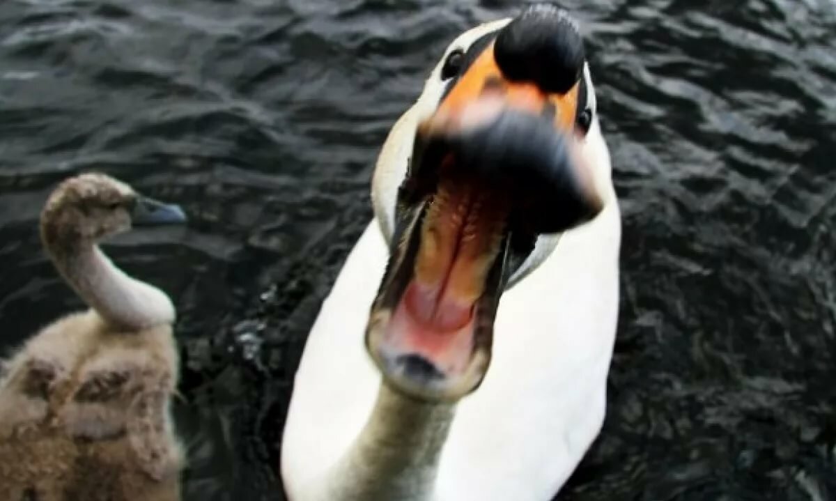 Лебедь с открытым клювом