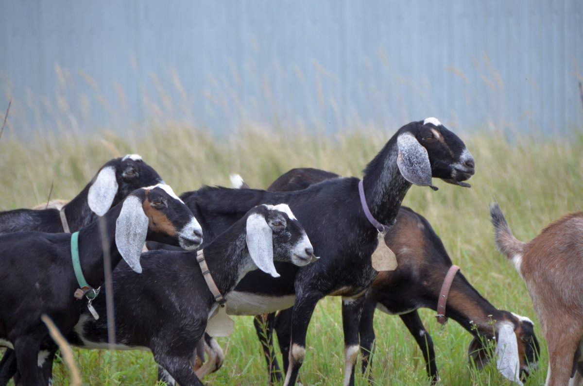 Семкино подворье нубийские козы