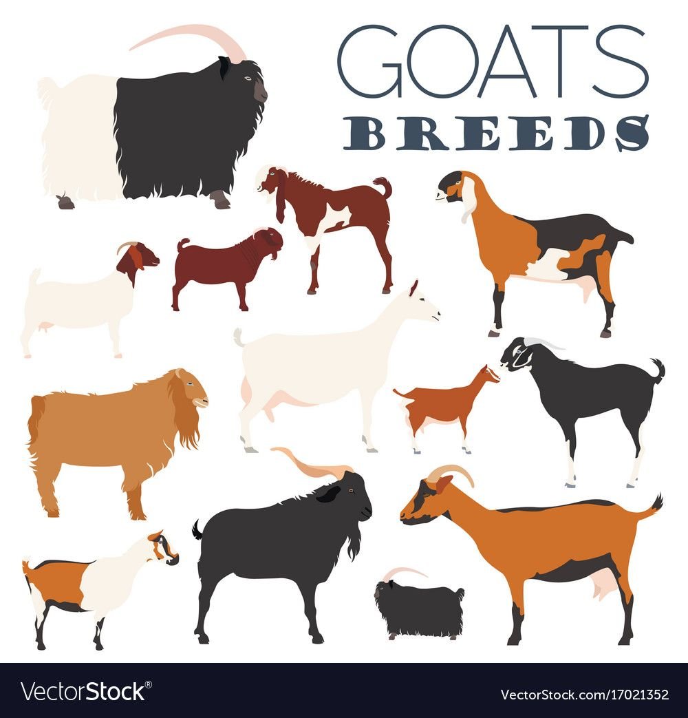 Англо нубийский козел