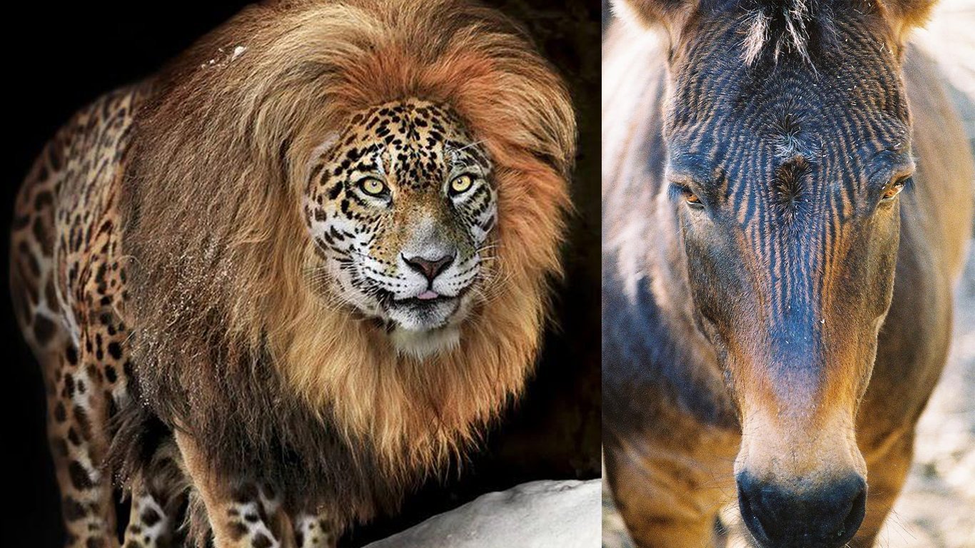Гибриды в природе. Смесь животных. Животные гибриды. Гибриды Львов и тигров. Скрещенные животные реальные.