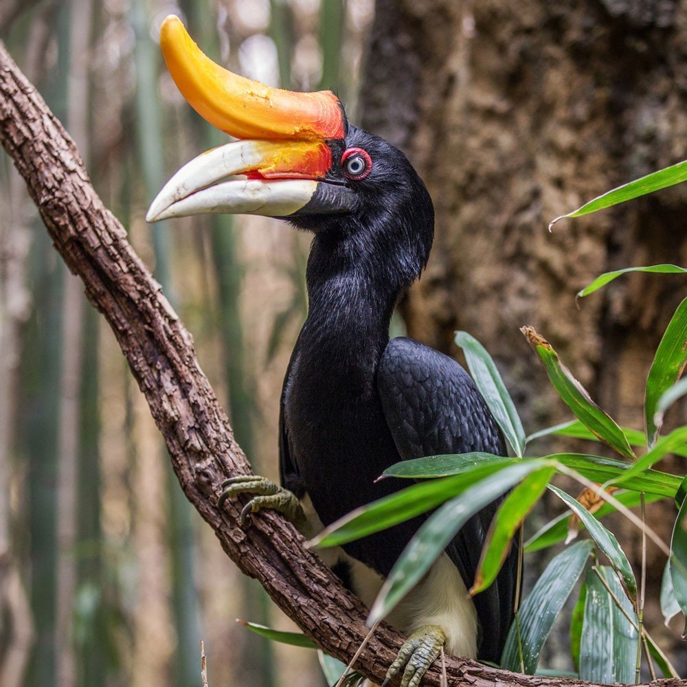 Птица-носорог калао