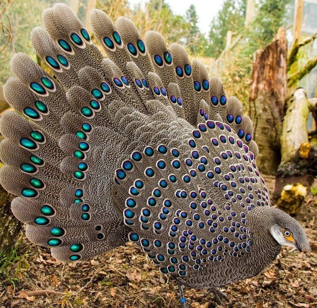 Павлиний фазан (Polyplectron bicalcaratum)