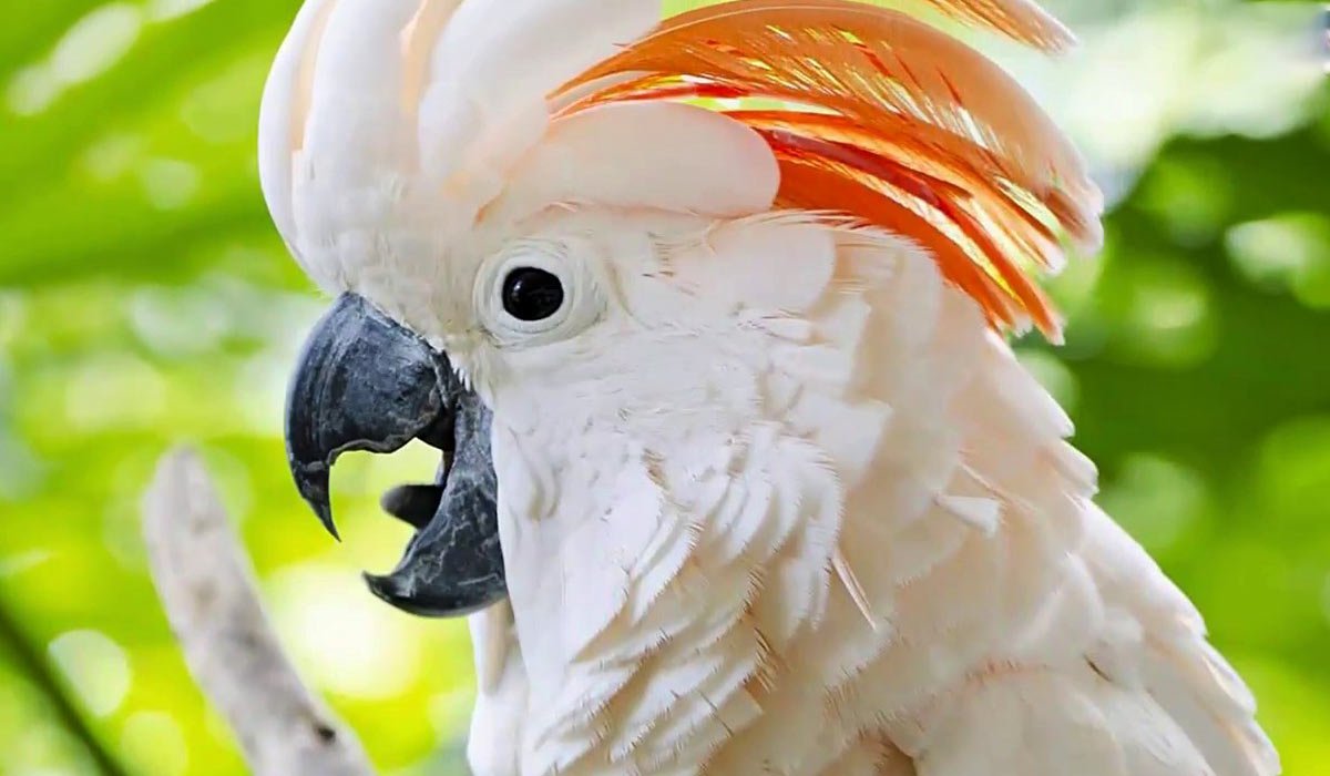 Попугай Какаду розовый молуккский