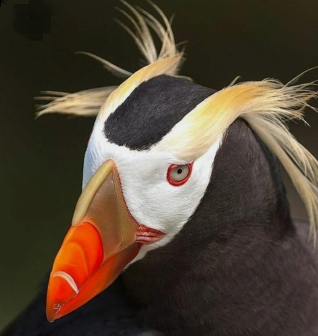 Птица с разноцветным клювом