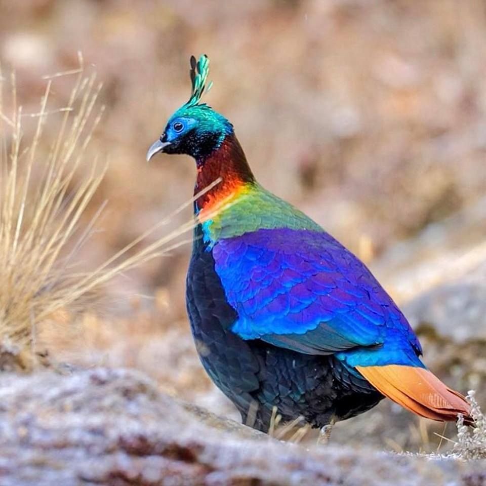 Гималайский монал