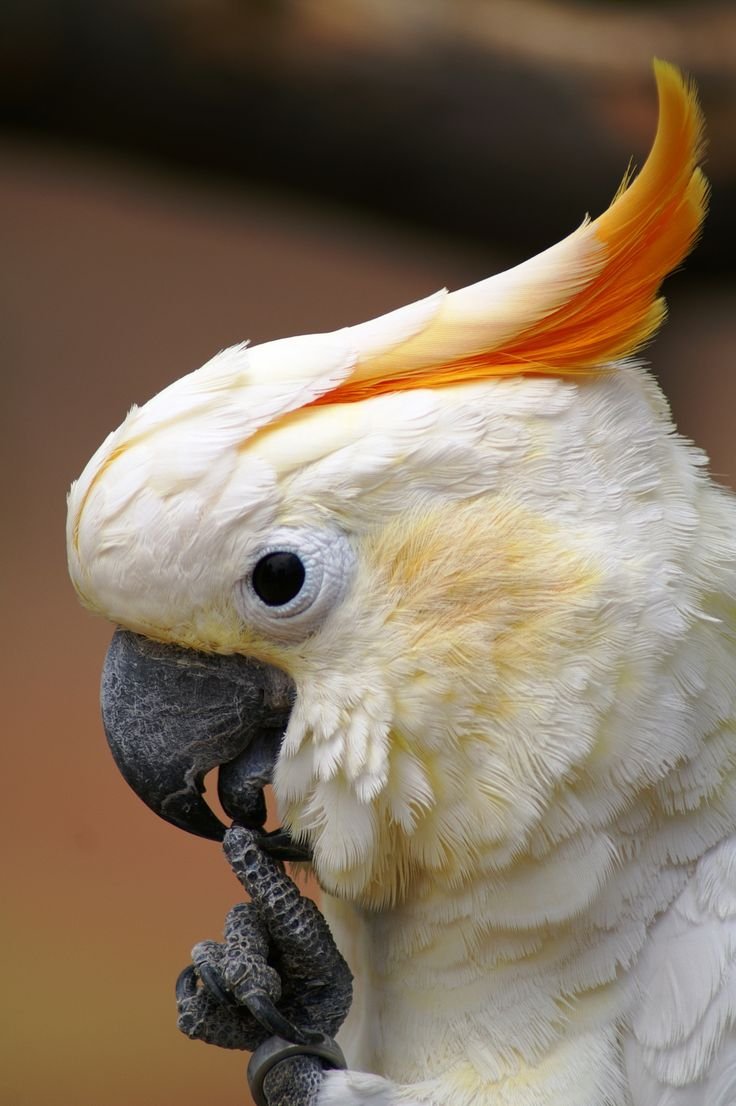 Клюв Какаду