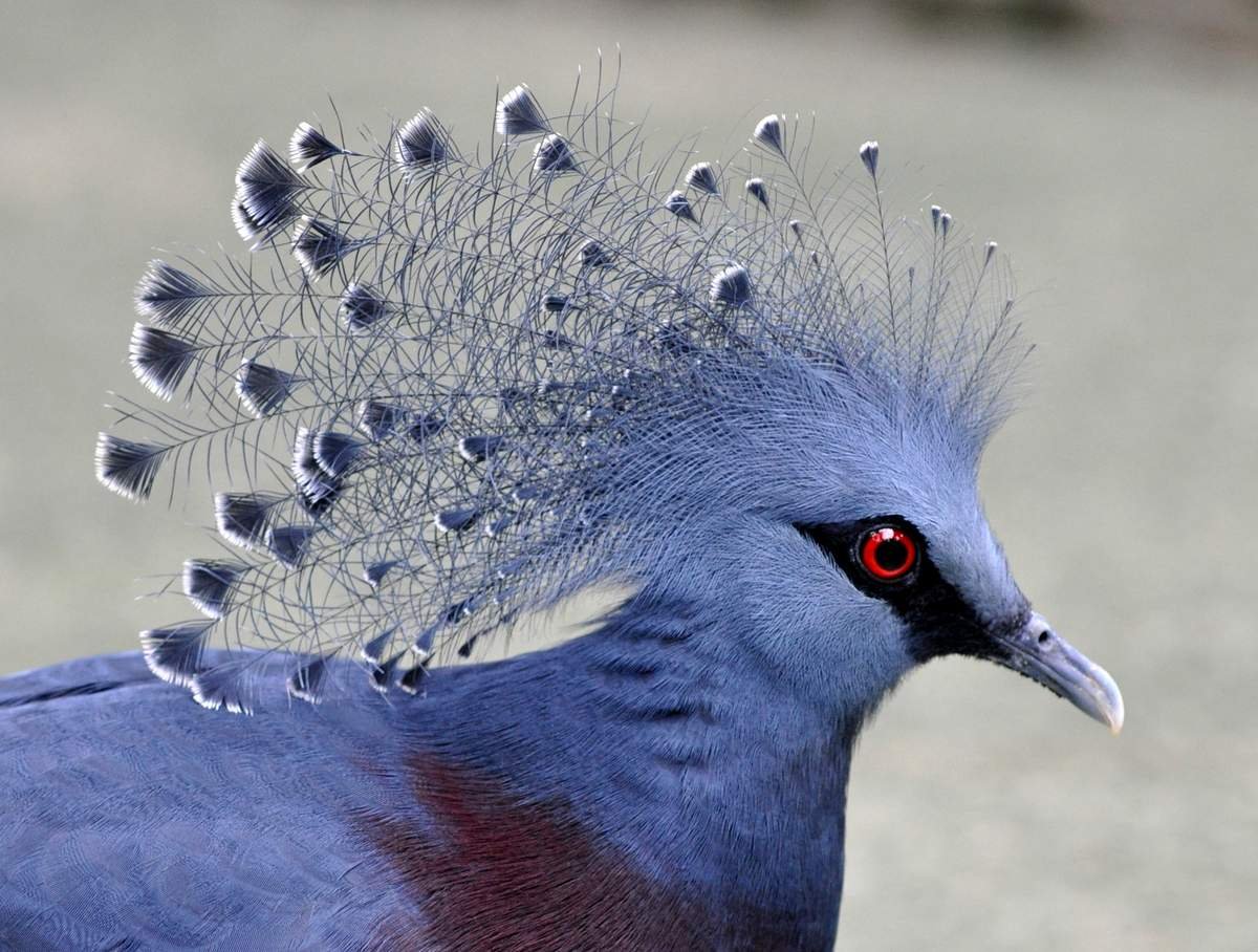 Веероносный венценосный голубь