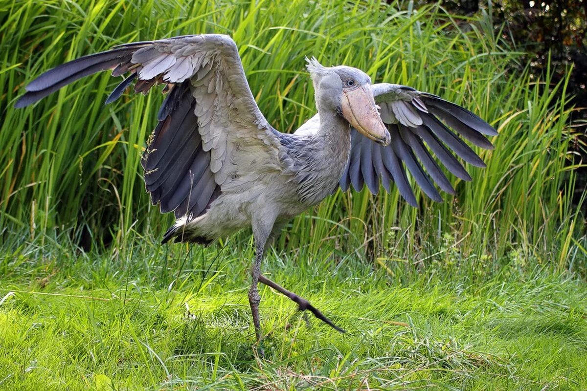 Китоглав птица