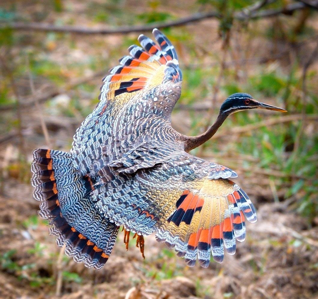 Птица бабочка Солнечная цапля