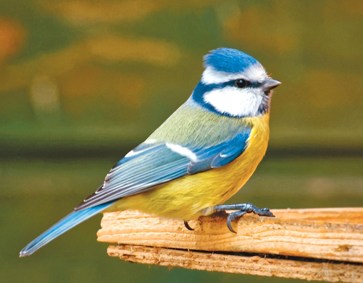 Синичка голова. Синица голубая лазоревка. Голубая синичка лазоревка. Птички синички и лазоревки. Лазоревка, синяя синица.