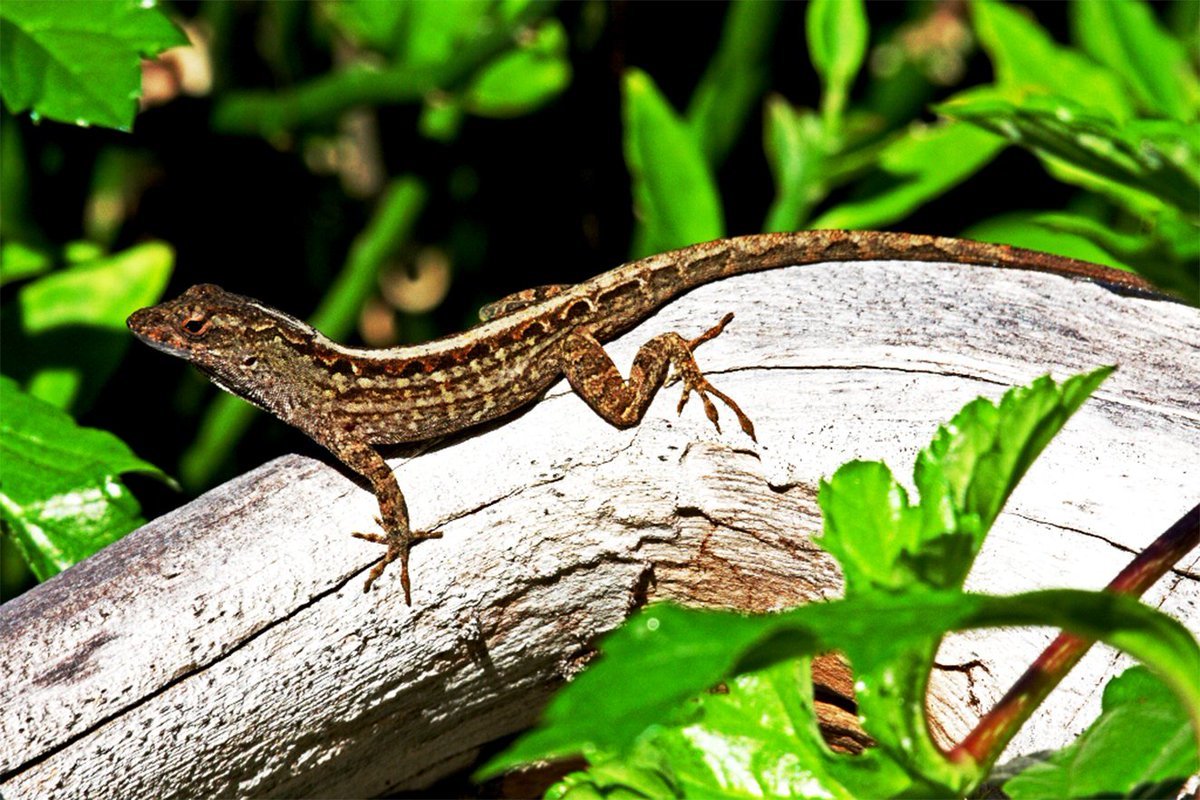 Кошачьи безобразия