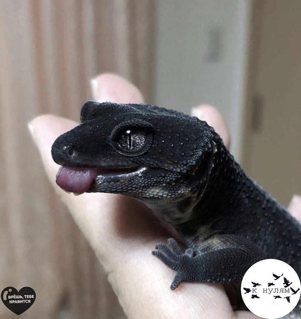 Геккон Блэк Найт