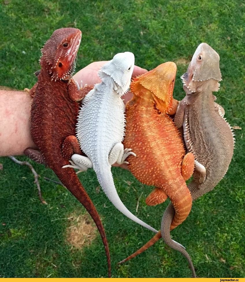 Геккон эублефар милые