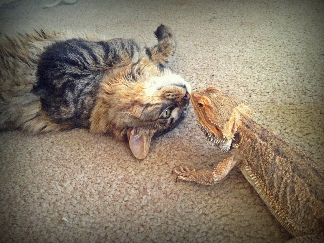 Кот и ящерица Дружба