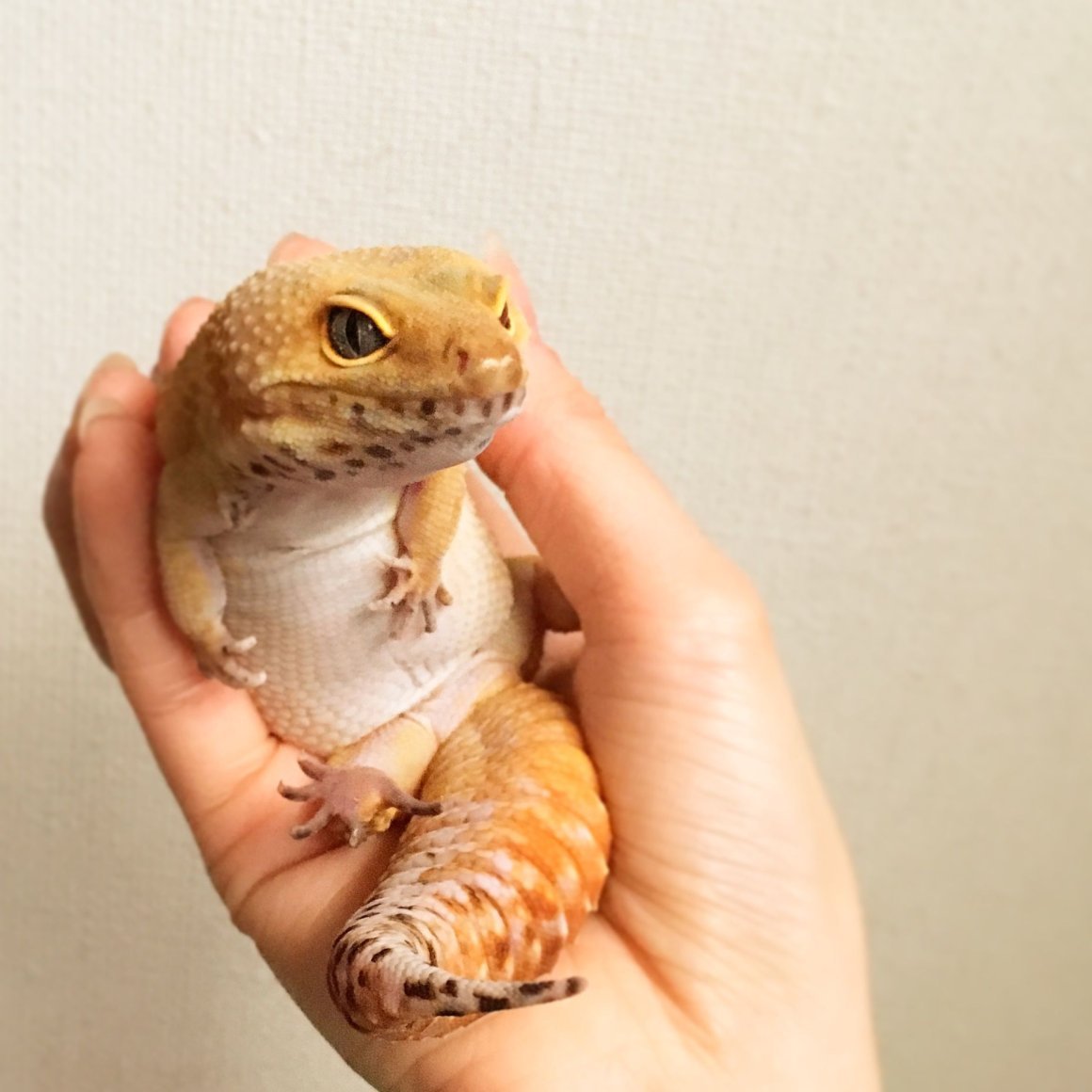 Ящерица эублефар