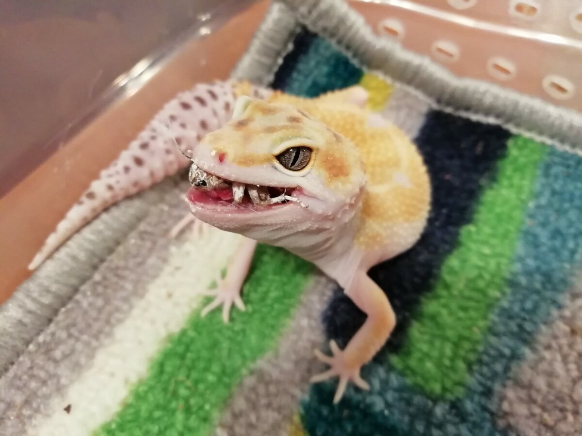 Геккон бородатая агама